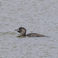 Biziura lobata (Musk Duck) at Michelago, NSW - 30 Dec 2018 by Illilanga