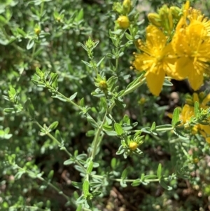 Hypericum perforatum at Campbell, ACT - 1 Jan 2019