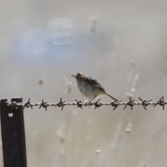 Cisticola exilis (Golden-headed Cisticola) at Michelago, NSW - 6 Oct 2018 by Illilanga