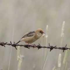 Cisticola exilis at Michelago, NSW - 31 Dec 2018