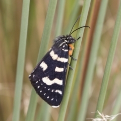 Phalaenoides tristifica (Willow-herb Day-moth) at Michelago, NSW - 31 Dec 2018 by Illilanga