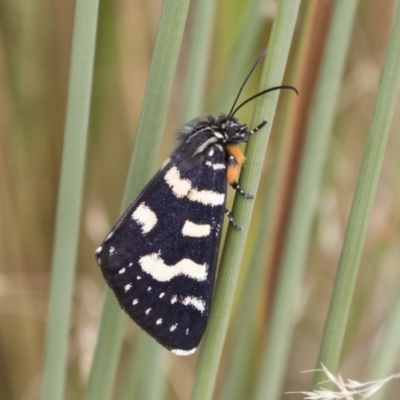 Phalaenoides tristifica (Willow-herb Day-moth) at Michelago, NSW - 31 Dec 2018 by Illilanga