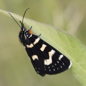 Phalaenoides tristifica at Michelago, NSW - 31 Dec 2018