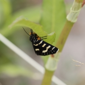 Phalaenoides tristifica at Michelago, NSW - 31 Dec 2018