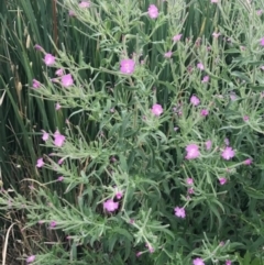 Epilobium hirsutum (Great Willowherb) at Crace, ACT - 31 Dec 2018 by walter