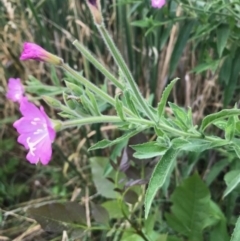 Epilobium hirsutum at Crace, ACT - 31 Dec 2018 04:53 PM