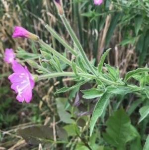 Epilobium hirsutum at Crace, ACT - 31 Dec 2018 04:53 PM
