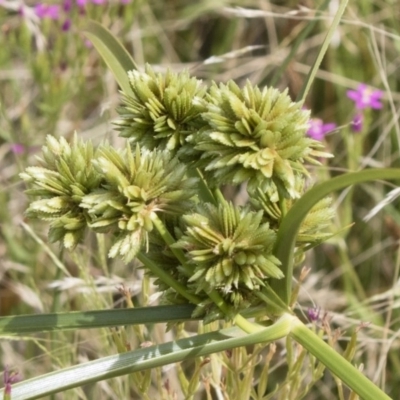 Cyperus eragrostis (Umbrella Sedge) at Michelago, NSW - 30 Dec 2018 by Illilanga