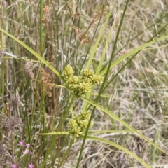 Cyperus eragrostis at Illilanga & Baroona - 31 Dec 2018 09:44 AM