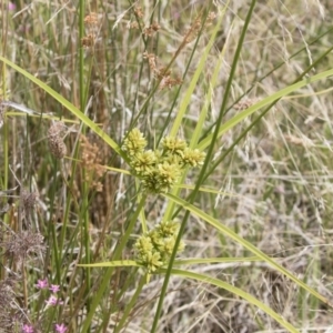 Cyperus eragrostis at Illilanga & Baroona - 31 Dec 2018 09:44 AM