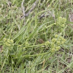 Cyperus eragrostis at Illilanga & Baroona - 31 Dec 2018 09:44 AM