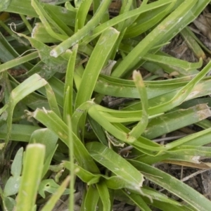 Cyperus eragrostis at Illilanga & Baroona - 31 Dec 2018 09:44 AM