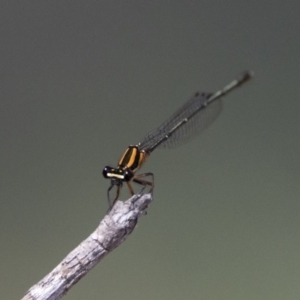 Nososticta solida at Bonython, ACT - 1 Jan 2019