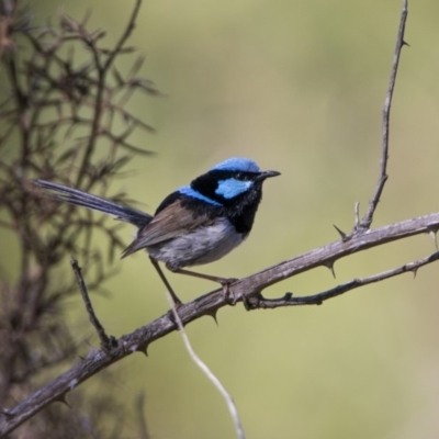 Malurus cyaneus (Superb Fairywren) at Bonython, ACT - 1 Jan 2019 by WarrenRowland