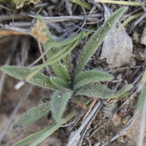 Plantago hispida at Michelago, NSW - 29 Dec 2018