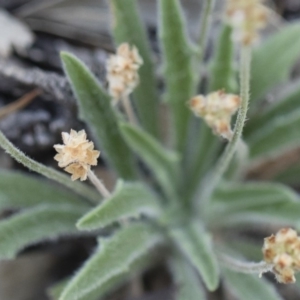 Plantago hispida at Michelago, NSW - 29 Dec 2018