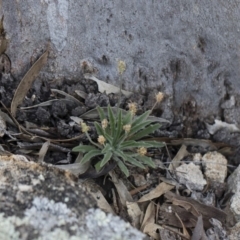 Plantago hispida at Michelago, NSW - 29 Dec 2018