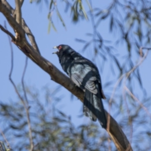 Eudynamys orientalis at Bonython, ACT - 1 Jan 2019