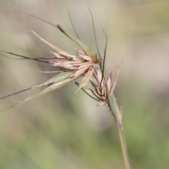 Themeda triandra (Kangaroo Grass) at Michelago, NSW - 30 Dec 2018 by Illilanga