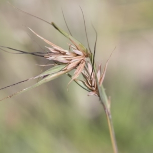 Themeda triandra at Michelago, NSW - 31 Dec 2018