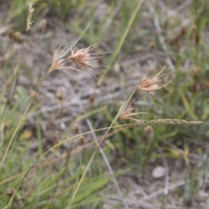 Themeda triandra at Michelago, NSW - 31 Dec 2018