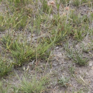 Themeda triandra at Michelago, NSW - 31 Dec 2018