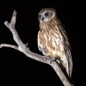 Ninox boobook at Hackett, ACT - 7 Dec 2018 09:49 PM