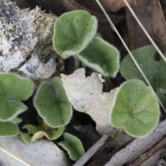 Dichondra sp. Inglewood (J.M.Dalby 86/93) Qld Herbarium (Kidney Weed) at Michelago, NSW - 29 Dec 2018 by Illilanga