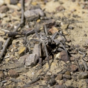 Lycosidae (family) at Hackett, ACT - 7 Dec 2018 09:04 PM