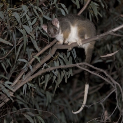 Pseudocheirus peregrinus (Common Ringtail Possum) at Hackett, ACT - 7 Dec 2018 by WarrenRowland