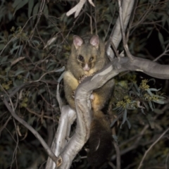 Trichosurus vulpecula (Common Brushtail Possum) at Hackett, ACT - 7 Dec 2018 by WarrenRowland
