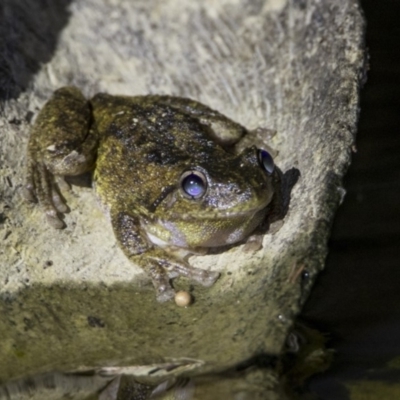 Litoria peronii (Peron's Tree Frog, Emerald Spotted Tree Frog) at Amaroo, ACT - 27 Oct 2018 by WarrenRowland