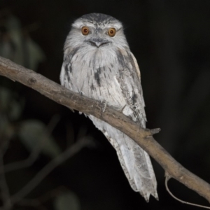 Podargus strigoides at Forde, ACT - 27 Oct 2018 12:00 AM