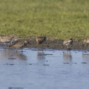 Calidris acuminata at Fyshwick, ACT - 19 Oct 2018