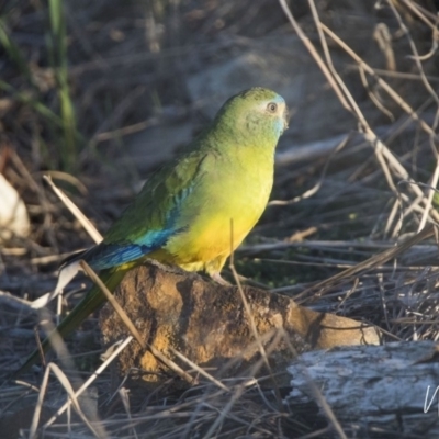 Neophema pulchella (Turquoise Parrot) - 1 Jan 1900 by WarrenRowland