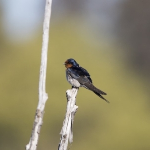 Hirundo neoxena at Fyshwick, ACT - 6 Oct 2018 03:36 PM