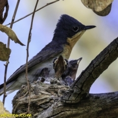 Myiagra rubecula (Leaden Flycatcher) at Deakin, ACT - 27 Dec 2018 by JonSteinbeck