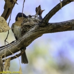 Myiagra rubecula at Deakin, ACT - 27 Dec 2018 05:23 PM