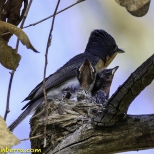 Myiagra rubecula at Deakin, ACT - 27 Dec 2018