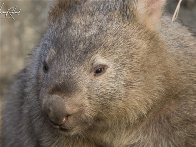 Vombatus ursinus (Bare-nosed Wombat) at Bonython, ACT - 20 Jun 2018 by WarrenRowland