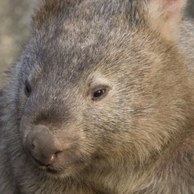 Vombatus ursinus (Bare-nosed Wombat) at Bonython, ACT - 20 Jun 2018 by WarrenRowland