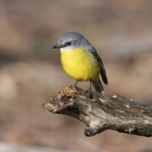 Eopsaltria australis at Paddys River, ACT - 16 Jun 2018