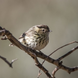 Pyrrholaemus sagittatus at Paddys River, ACT - 16 Jun 2018