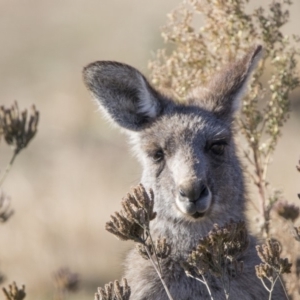 Macropus giganteus at Tharwa, ACT - 16 Jun 2018 10:51 AM