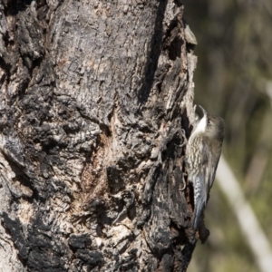 Cormobates leucophaea at Paddys River, ACT - 16 Jun 2018 10:28 AM