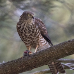 Accipiter cirrocephalus (Collared Sparrowhawk) at Bonython, ACT - 30 Mar 2018 by WarrenRowland