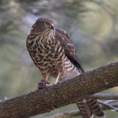 Accipiter cirrocephalus (Collared Sparrowhawk) at Bonython, ACT - 30 Mar 2018 by WarrenRowland