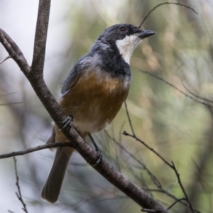 Pachycephala rufiventris at Bonython, ACT - 10 Feb 2018