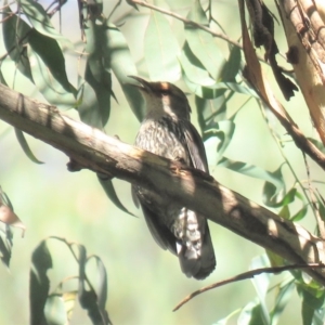 Climacteris erythrops at Uriarra Village, ACT - 1 Jan 2019