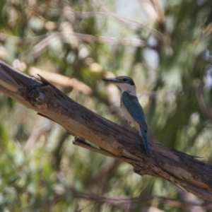 Todiramphus sanctus at Bonython, ACT - 10 Feb 2018 12:42 PM